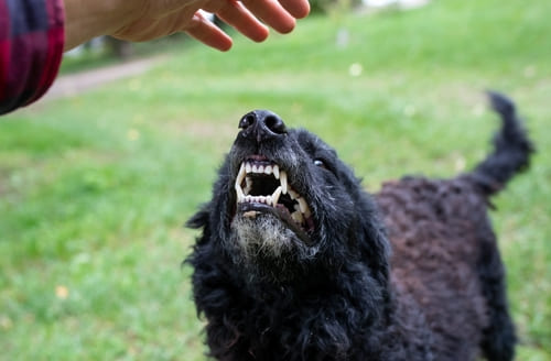 Lake County, IL dog bite injury lawyer